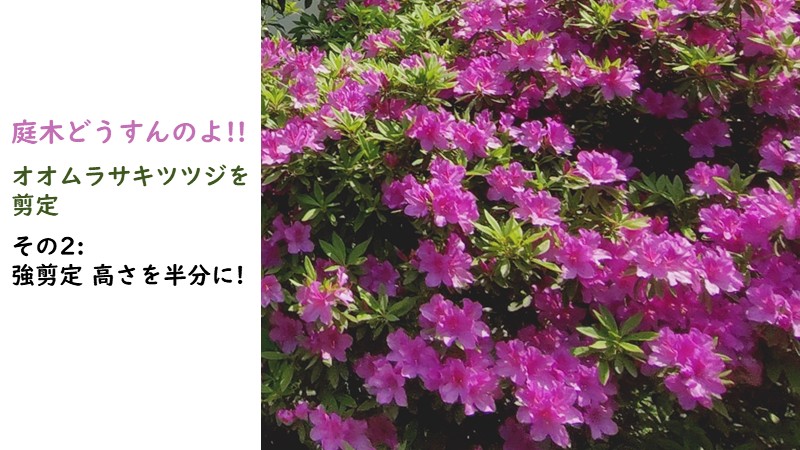 「オオムラサキツツジを剪定 その2:強剪定 高さを半分に!」のアイキャッチ画像