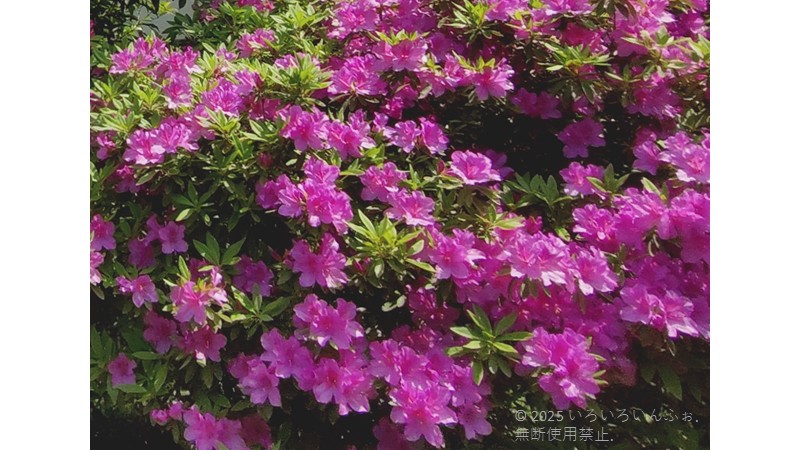 オオムラサキツツジの花がたくさん咲いている画像