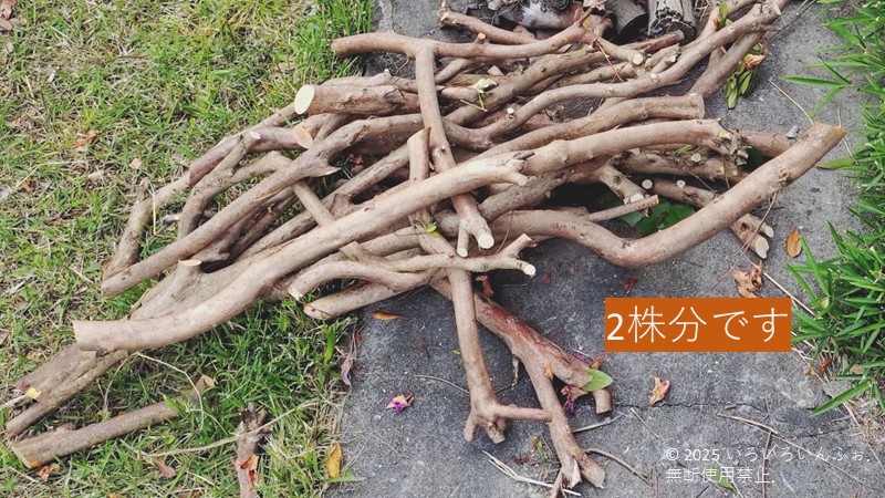 切ったオオムラサキツツジの幹（2株分）