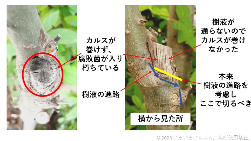 カルスが巻けなかった例（悪い剪定の結果）の写真