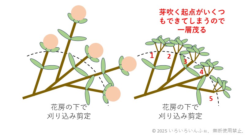花が萎れてから刈り込み剪定をした悪い例の図
