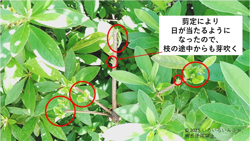 わが家の剪定例　新芽枝が欲しい時の剪定例