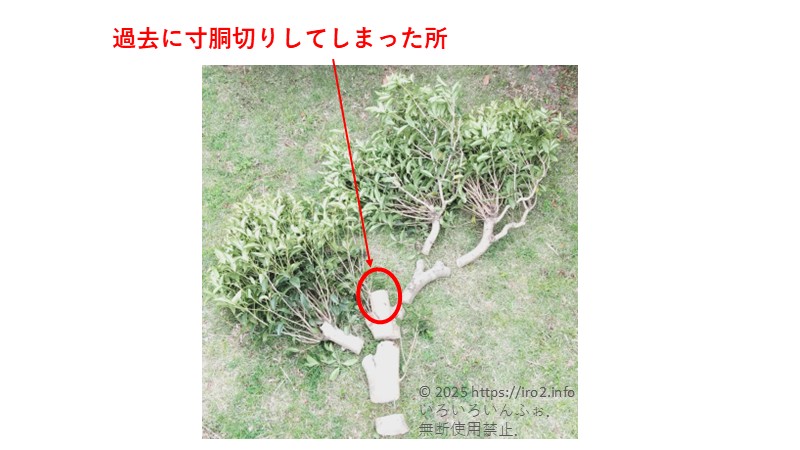 過去に寸胴切りしてしまった所