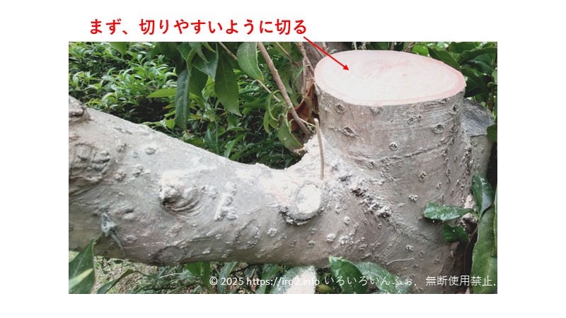 実際に行った剪定。第1段階