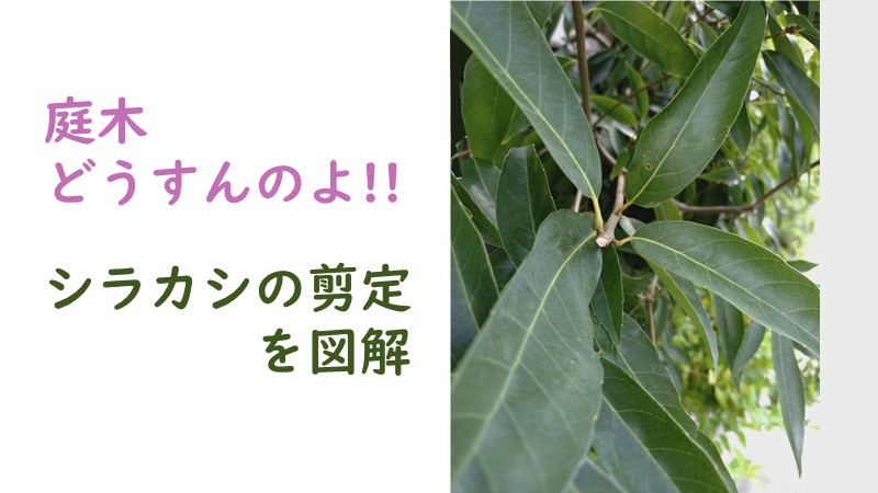 白樫の木、アイキャッチ
